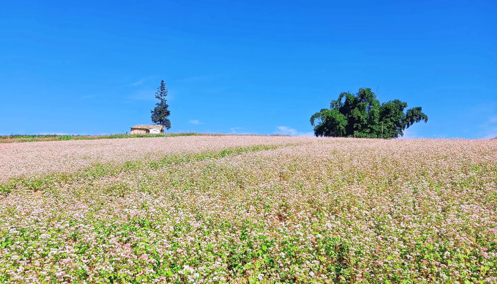 The Buckwheat Flower Festival in Ha Giang celebrates the region’s iconic blooms with music, markets, and ethnic cultural showcases
